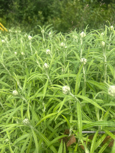 pearly everlasting
