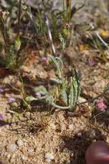 Eriogonum angulosum