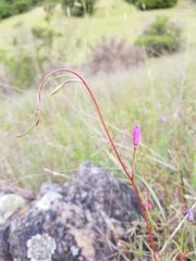 Clarkia gracilis gracilis