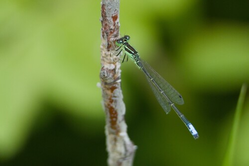 Eastern Forktail