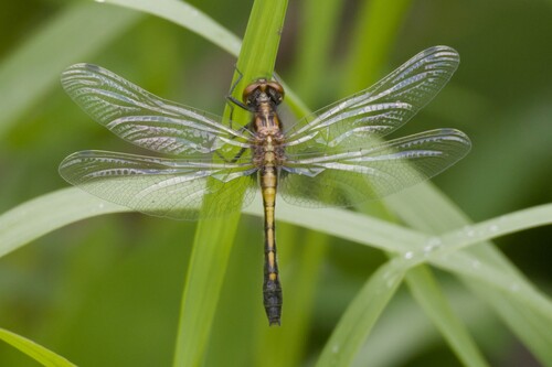 Dot-tailed Whiteface