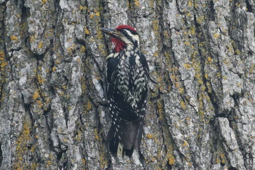 Yellow-bellied Sapsucker
