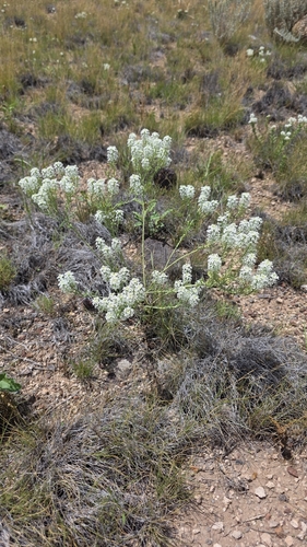Mesa Pepperwort