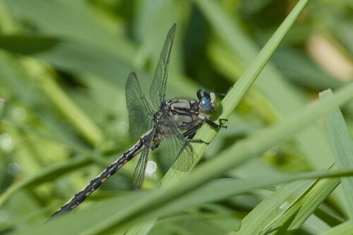 Horned Clubtail