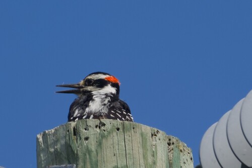 Hairy Woodpecker