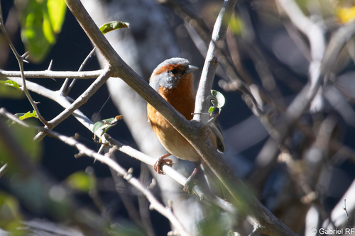 Rusty-browed Warbling Finch (Microspingus erythrophrys), photo 4