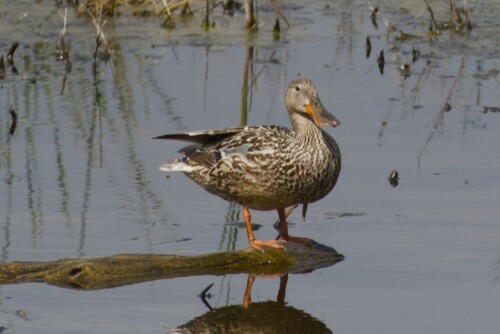 Northern Shoveler