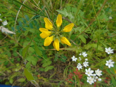 Securigera securidaca