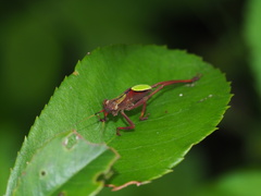 Ruidocollaris truncatolobata