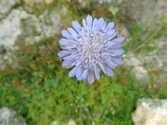 Knautia integrifolia