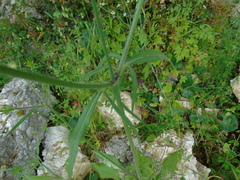 Knautia integrifolia