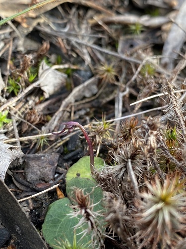 Mayfly orchid