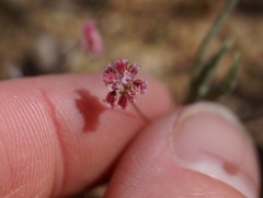 Eriogonum angulosum