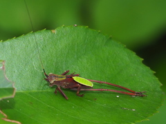 Ruidocollaris truncatolobata