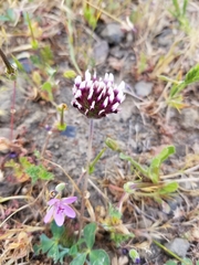 Trifolium dichotomum