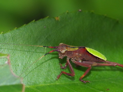 Ruidocollaris truncatolobata