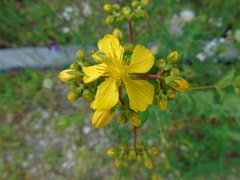 Hypericum perfoliatum