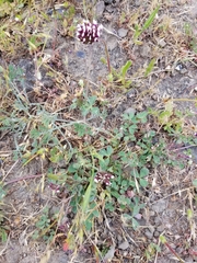 Trifolium dichotomum