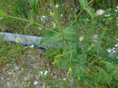 Hypericum perfoliatum
