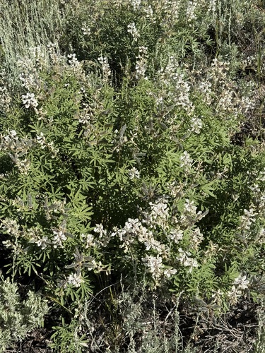 Lupinus arbustus observed 2026-07-19