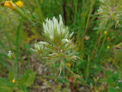 Trifolium xanthinum