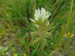 Trifolium xanthinum