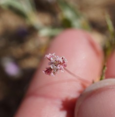 Eriogonum angulosum