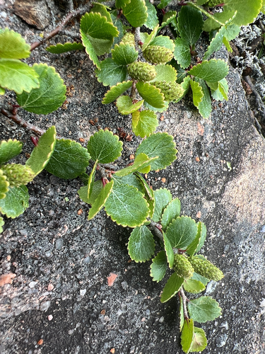 Betula glandulosa, photograph 6