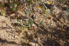 Eriogonum angulosum