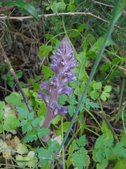 Orobanche pubescens