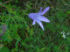 Campanula spatulata