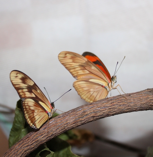Dryas iulia alcionea