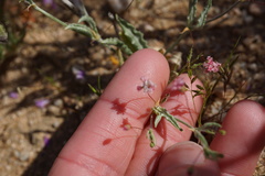Eriogonum angulosum