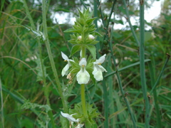 Stachys spinulosa