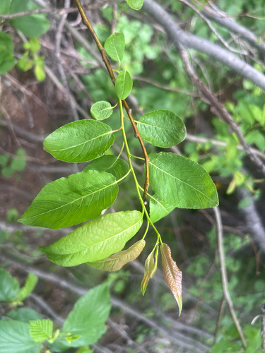 Balsam Willow
