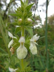 Stachys spinulosa