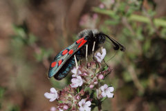 Zygaena rhadamanthus