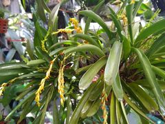Stelis emarginata