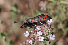 Zygaena rhadamanthus