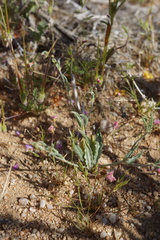 Eriogonum angulosum
