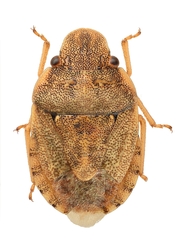 Sciocoris persimilis