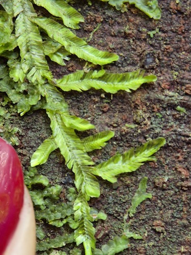 Orthorrhynchium elegans observed 2026-07-22