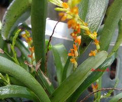 Stelis emarginata