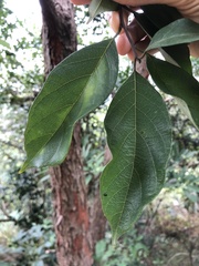 Artocarpus hypargyreus