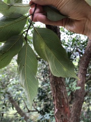 Artocarpus hypargyreus