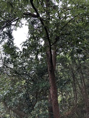 Artocarpus hypargyreus