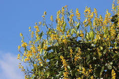 Senna pistaciifolia