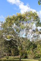 Senna pistaciifolia