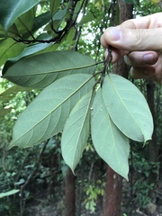 Artocarpus hypargyreus