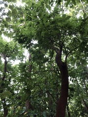 Artocarpus hypargyreus